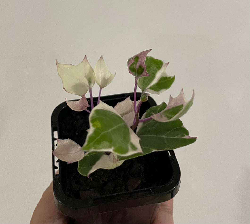 Senecio macroglossud variegated 7cm