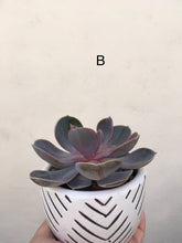 Load image into Gallery viewer, Echeveria Perle von nurnberg in decorative 9cm pot
