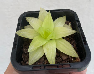 Haworthia xantha gold in 7cm pot
