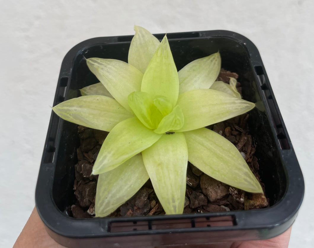 Haworthia xantha gold in 7cm pot