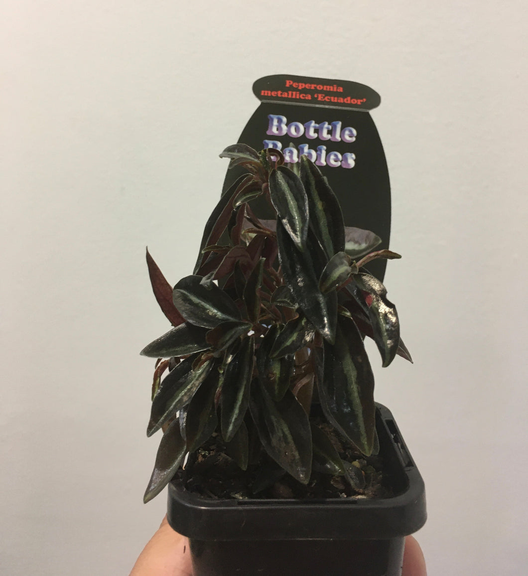 Peperomia metallica Ecuador in 7cm pot