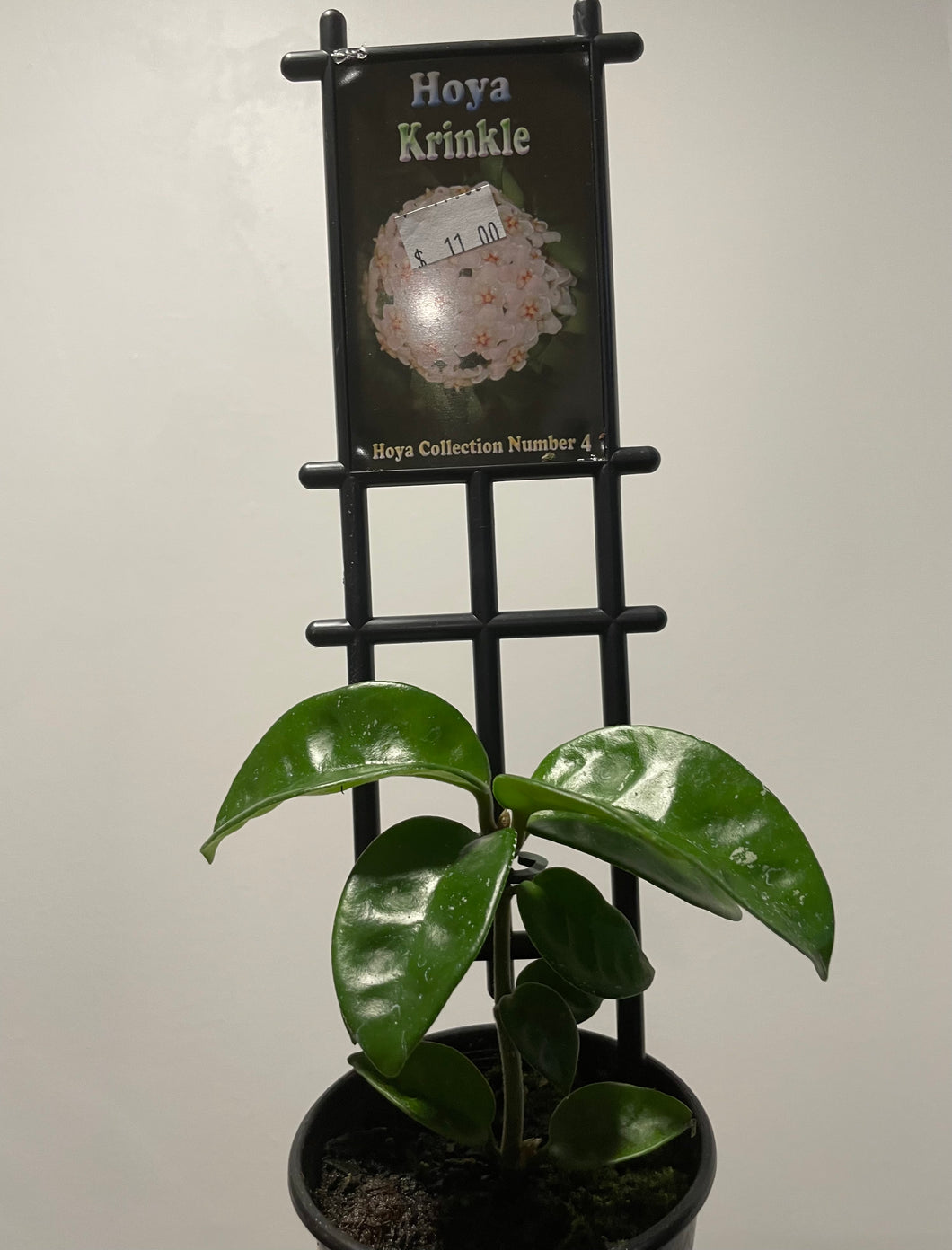 Hoya krinkle in 8cm pot