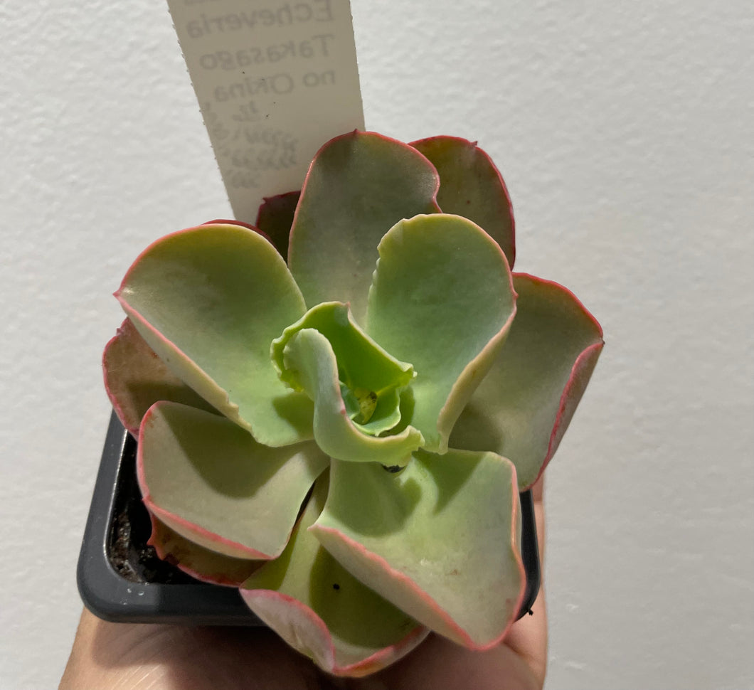 Echeveria takasago no okina in 7.5cm pot