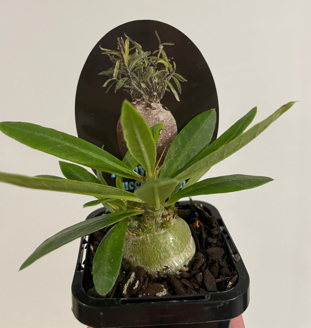 Pachypodium succulentum in 7cm pot