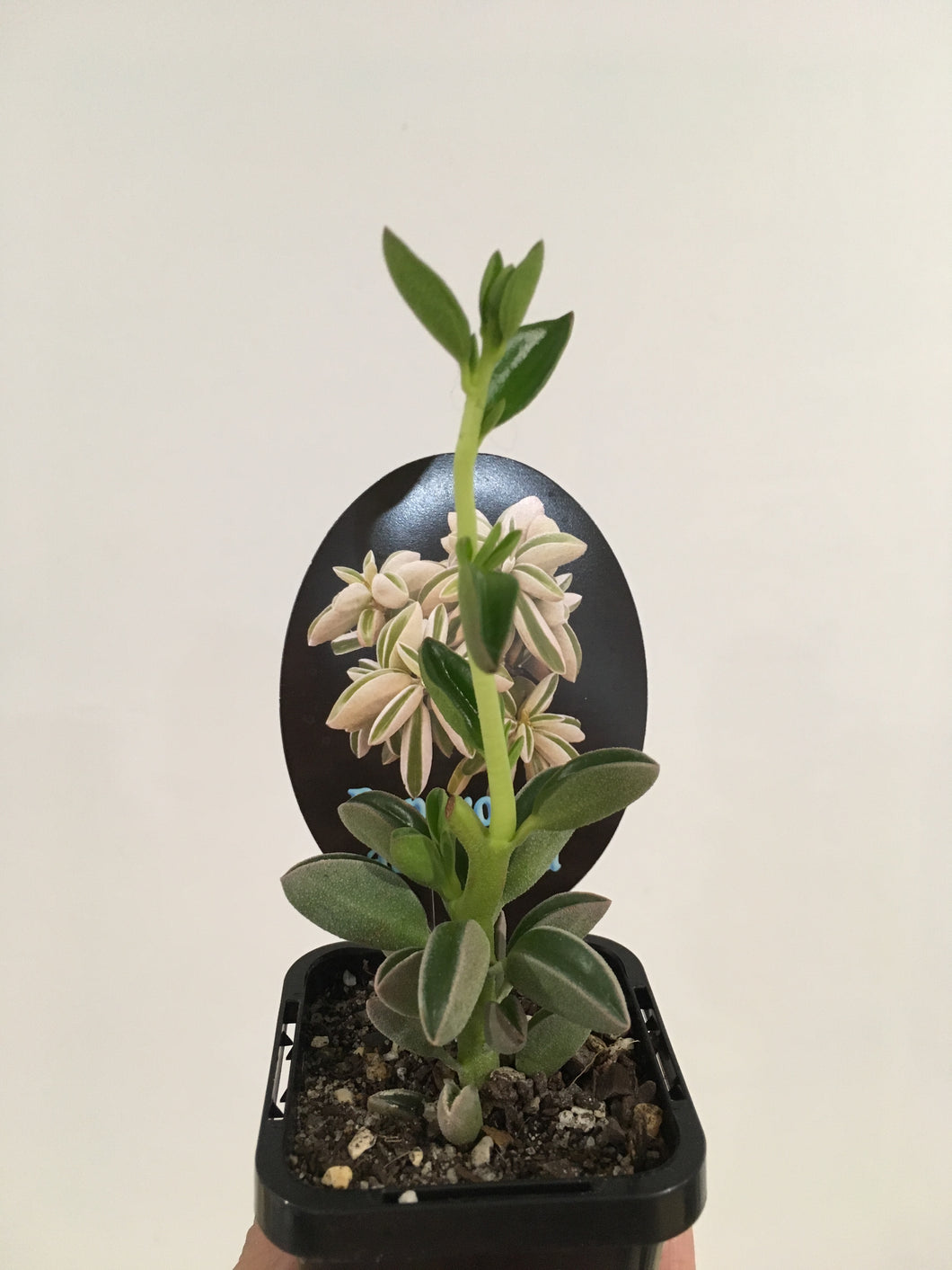 Peperomia asperula in 7cm pot