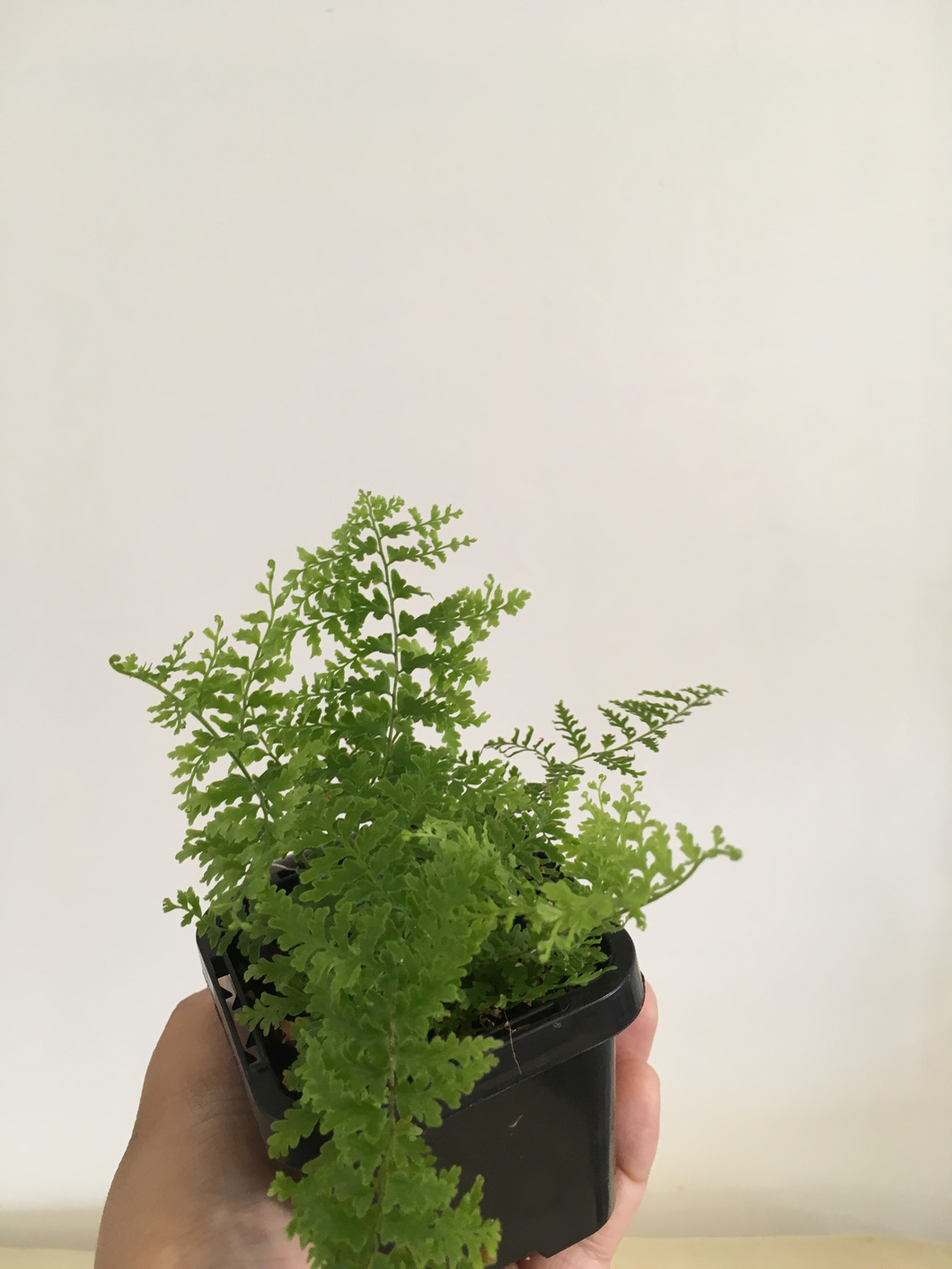 Nephrolepis exaltata marisa in 7cm pot