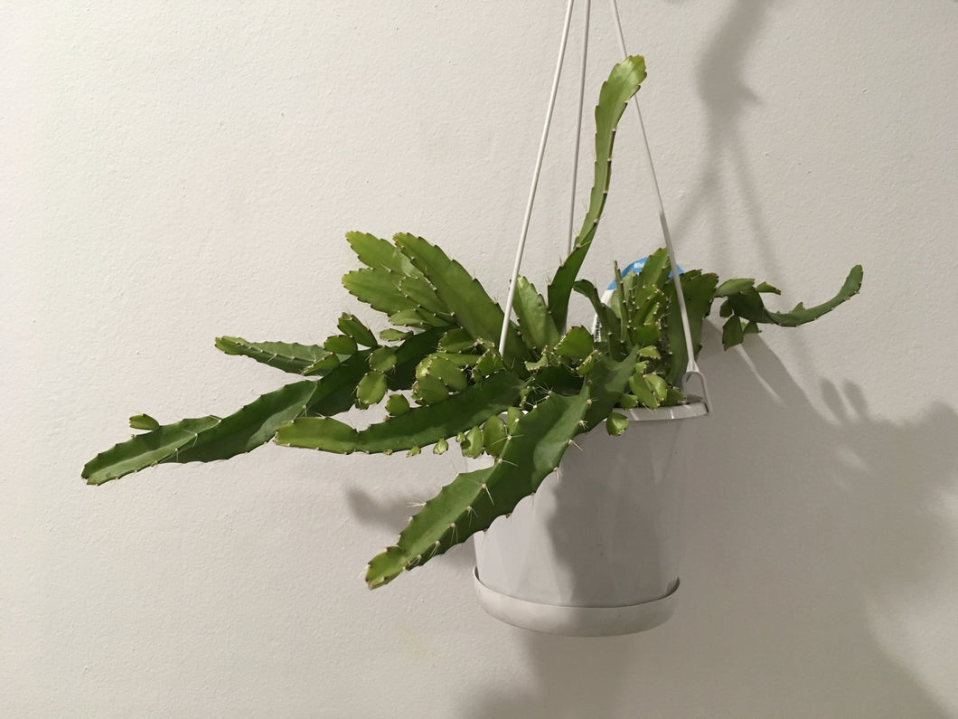 Rhipsalis Monacantha in 13cm nursery pot