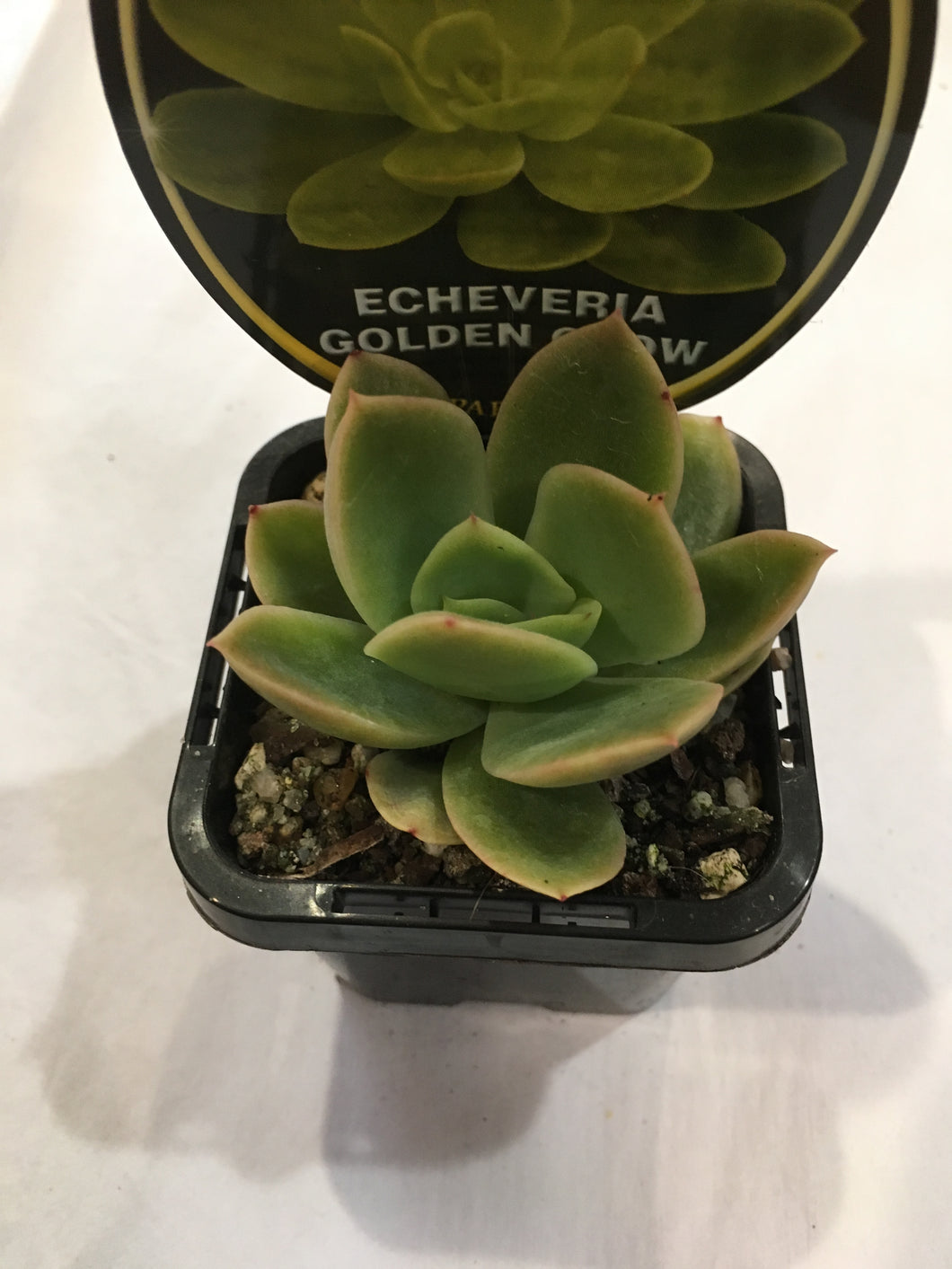 Echeveria Golden Glow in 7cm pot