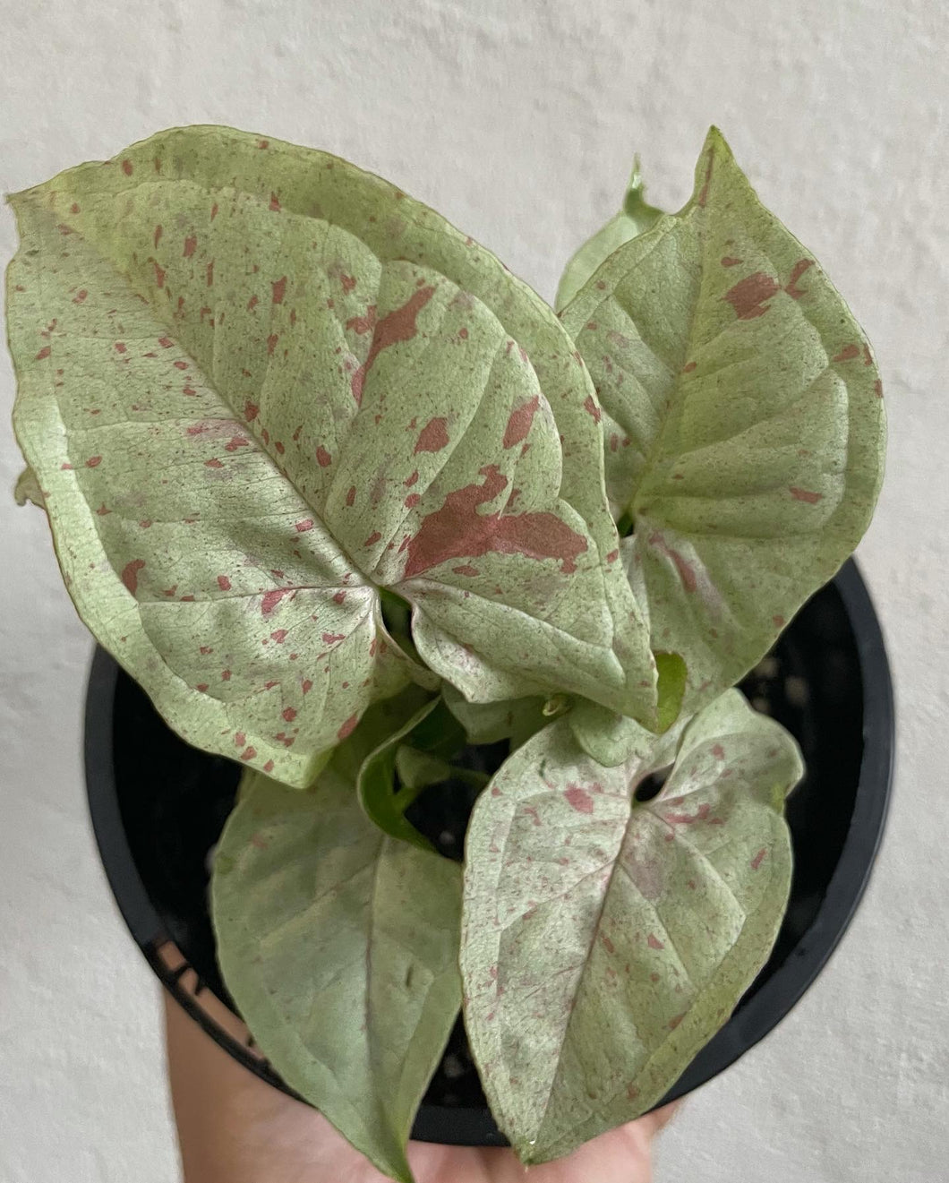 Syngonium confetti in 13cm pot