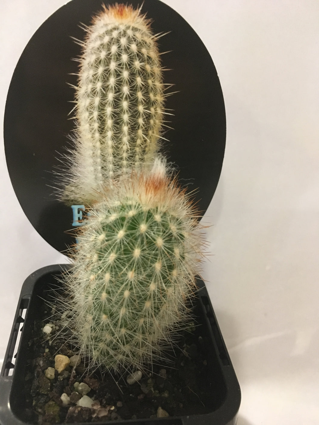 Espostoa mirabilis in 7cm pot