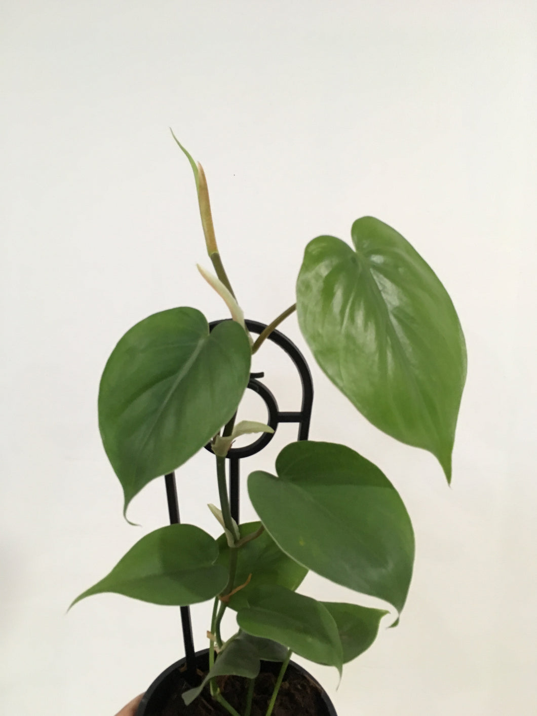 Philodendron Heartleaf in 13cm pot
