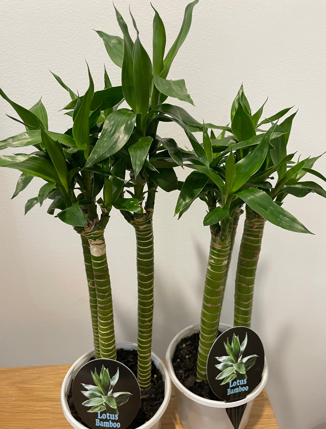 Lotus bamboo in 13cm pot