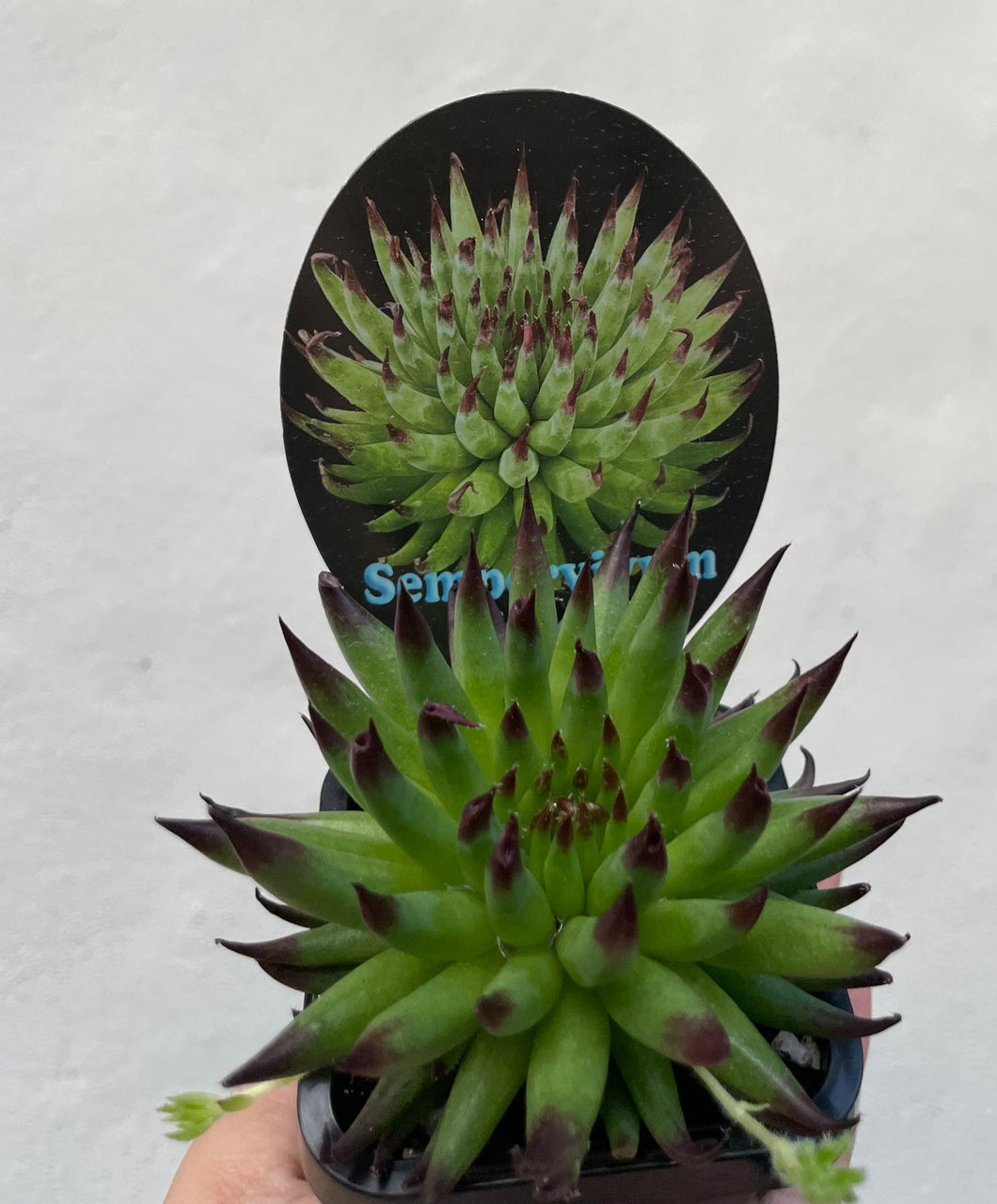 Sempervivum pittoni in 7cm pot
