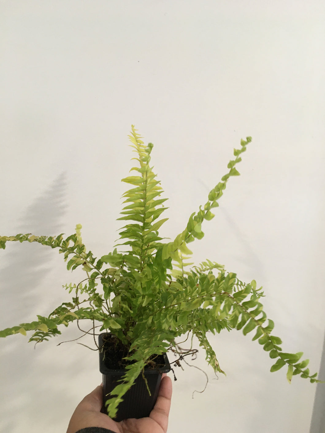 Tiger Fern - Variegated in 7.5cm pot