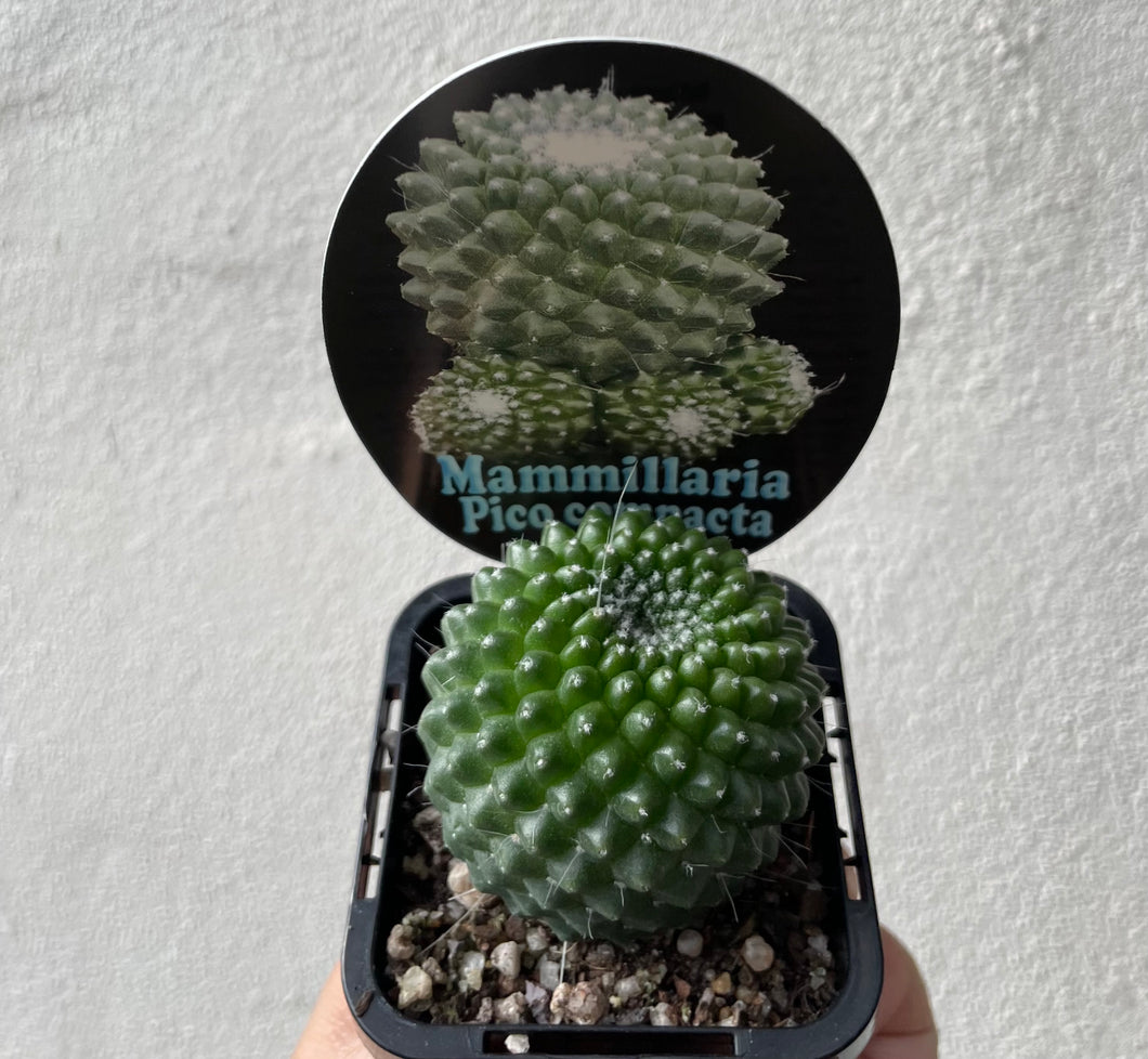 Mammillaria Pico compacta in 7cm pot