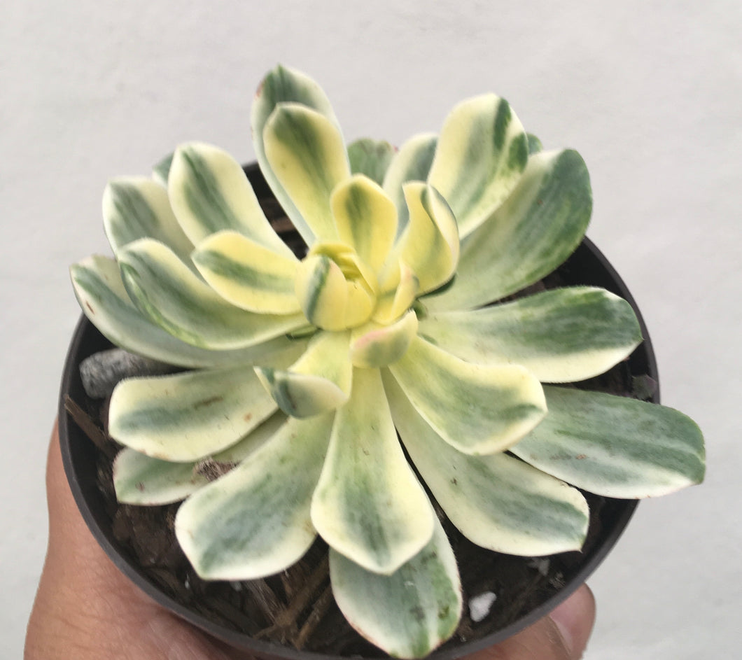 Aeonium suncup in 9cm pot