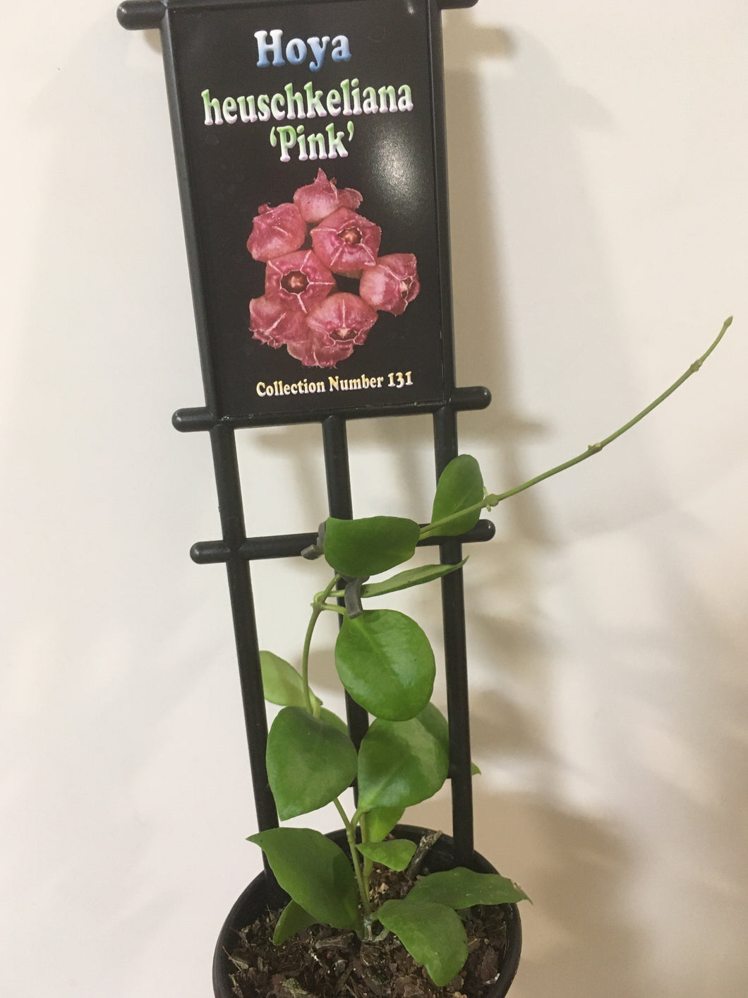 Hoya heuschkeliana pink in 8cm pot