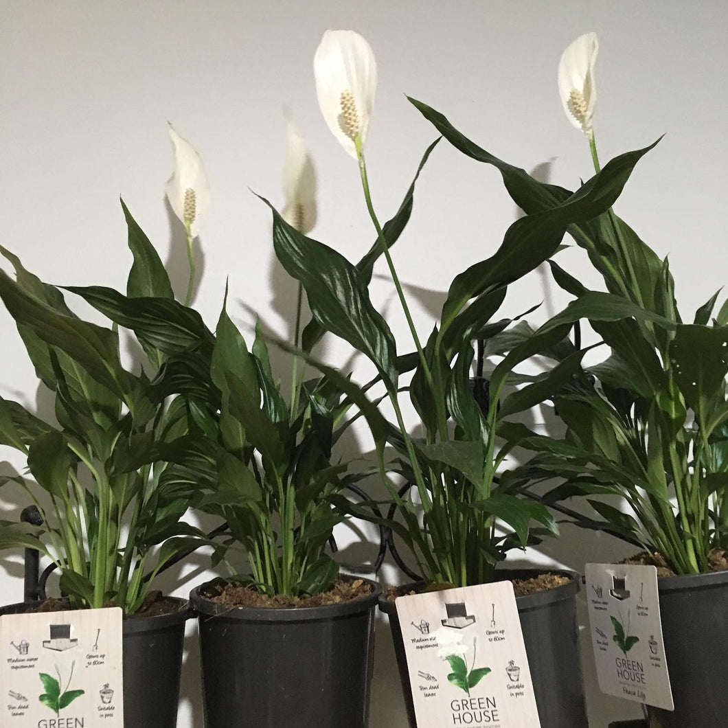 Clearance - Peace Lily, Spathyphyllum wallisii in 17cm pot