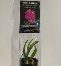Load image into Gallery viewer, Mini Orchids - Vanda
