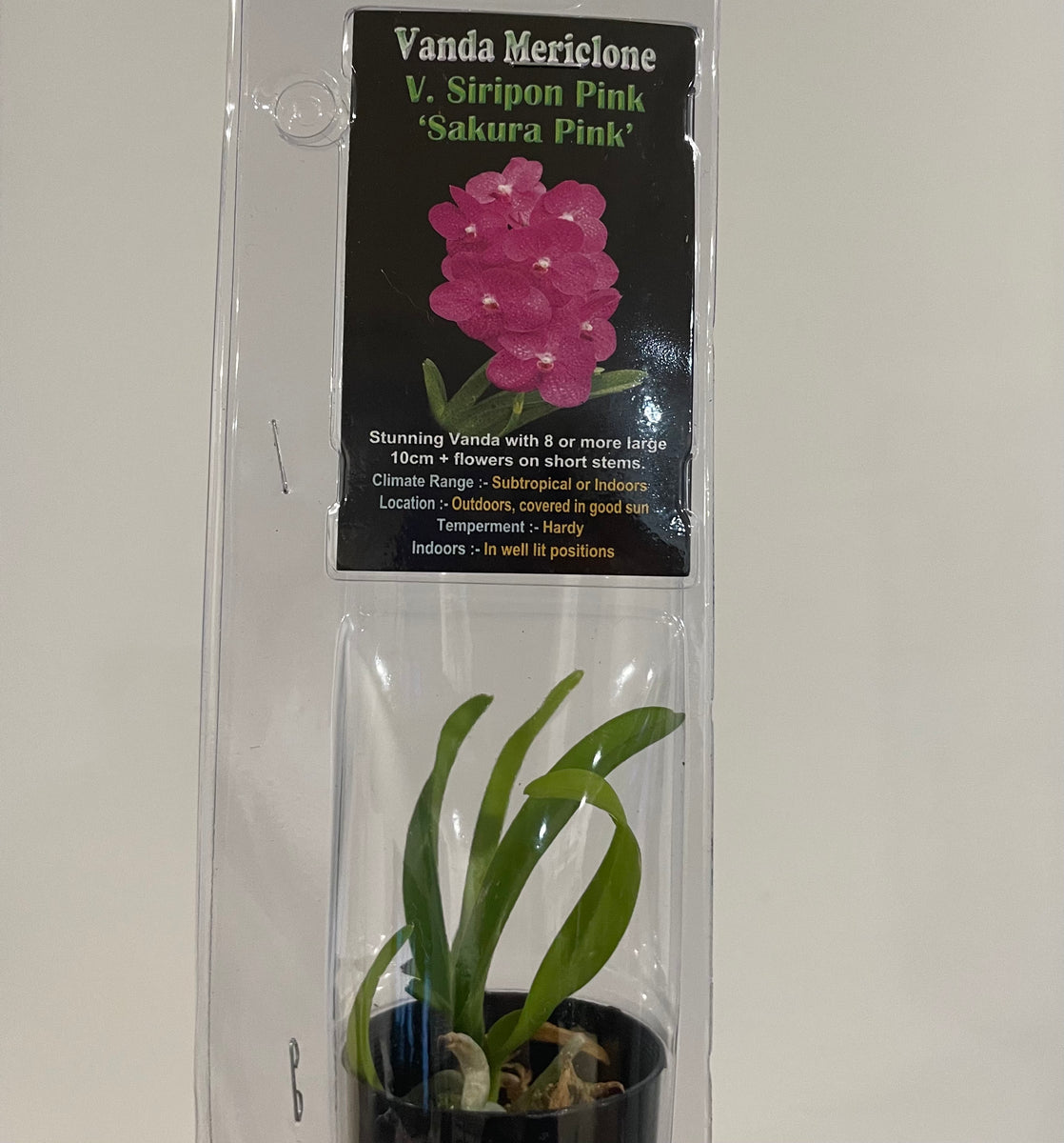 Mini Orchids - Vanda – Pananom