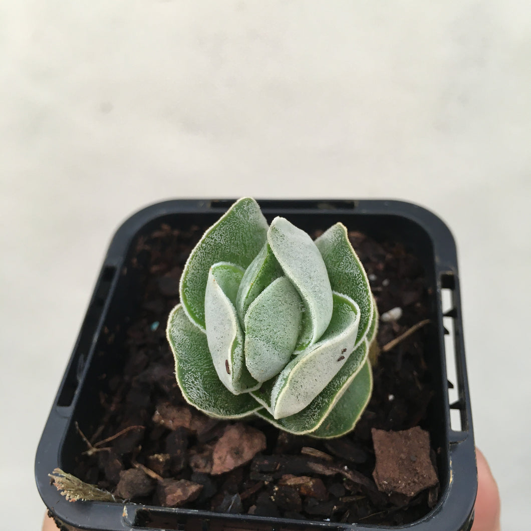Crassula ivory pagoda in 7cm pot