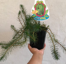 Load image into Gallery viewer, Water Plant - Dragonfly water milfoil in 14cm pot
