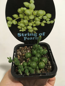 String of Pearls in 7cm pot