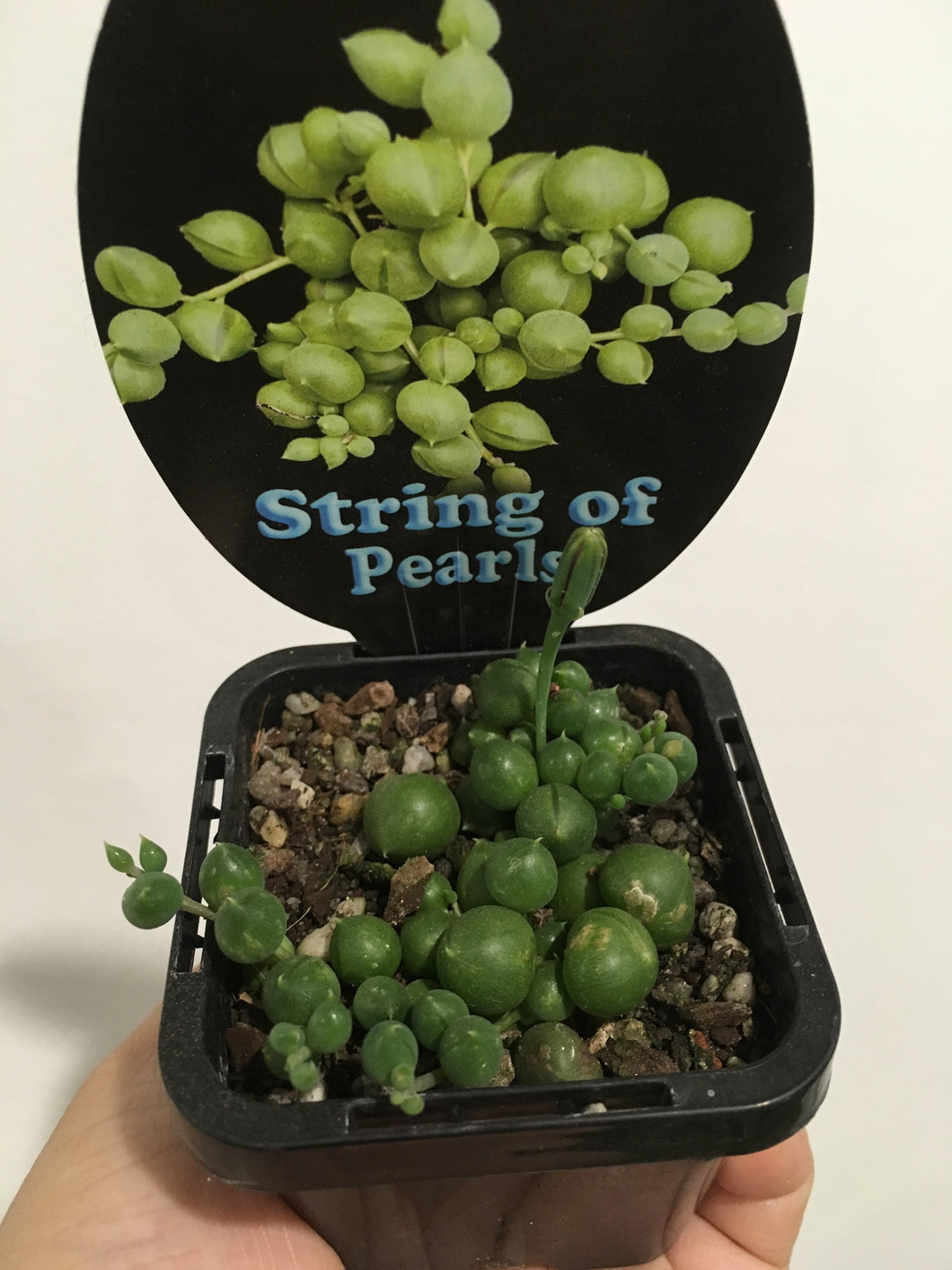 String of Pearls in 7cm pot