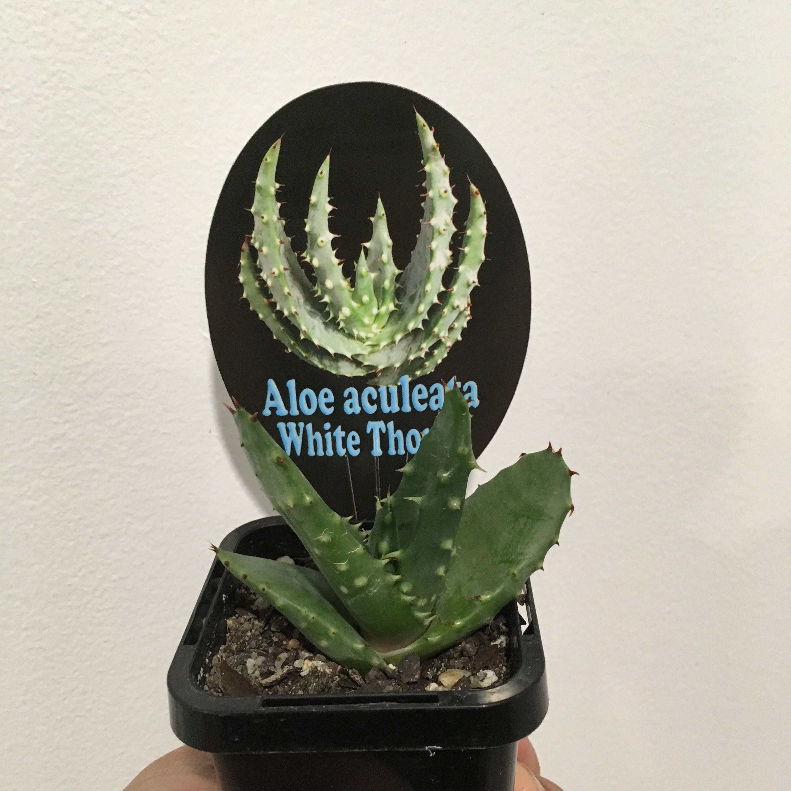 aloe vera anti aging gel Lavender-Turmeric Aloe Vera Gel Serum – Anti-Aging & Sensitive Skin –  Parama Naturals