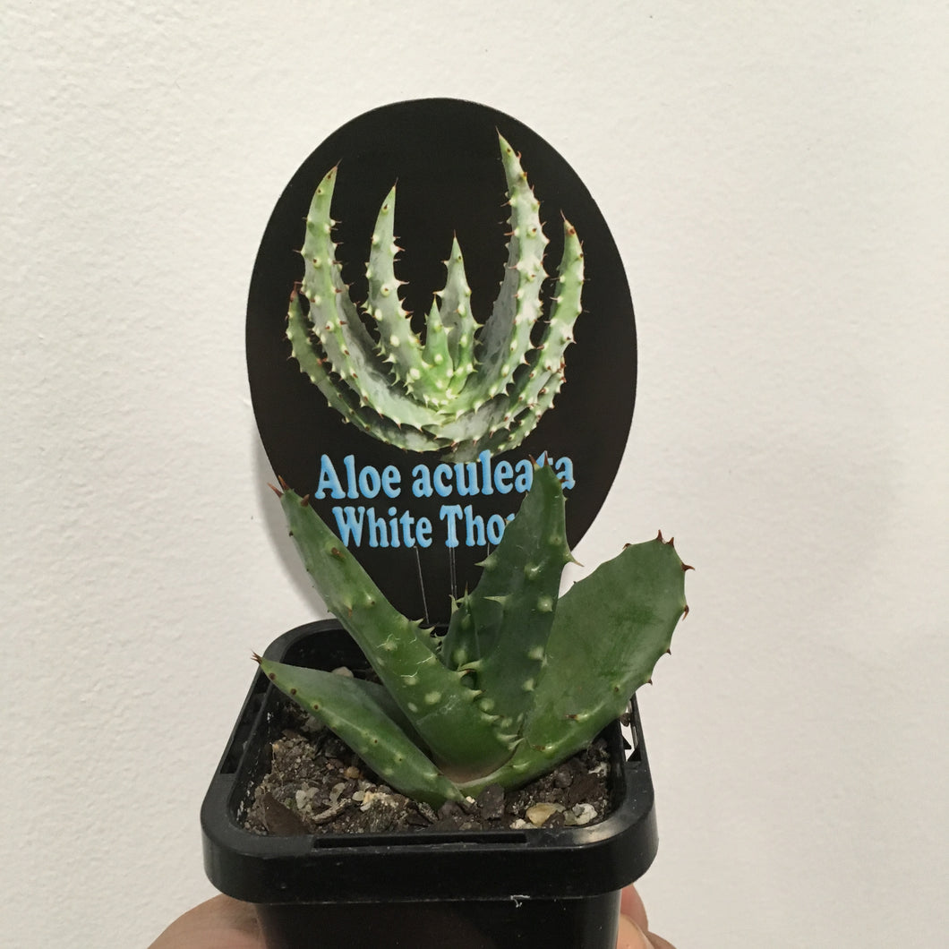 Aloe aculeata white thorns in 7cm pot