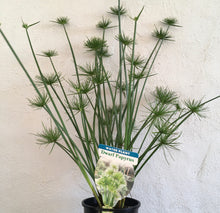 Load image into Gallery viewer, Water Plant - Dwarf Papyrus in 14cm pot
