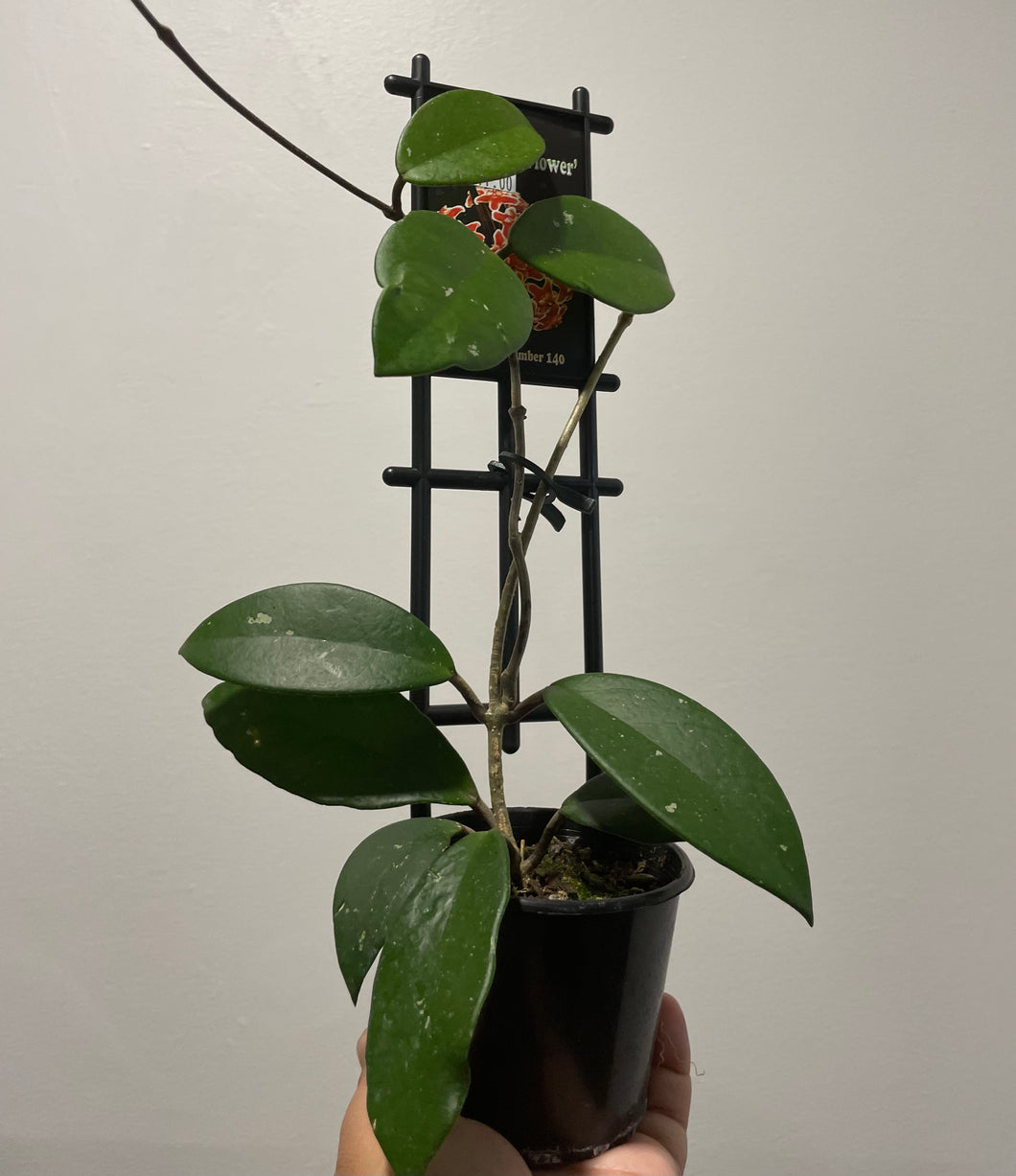 Hoya carnosa red flower in 8cm pot