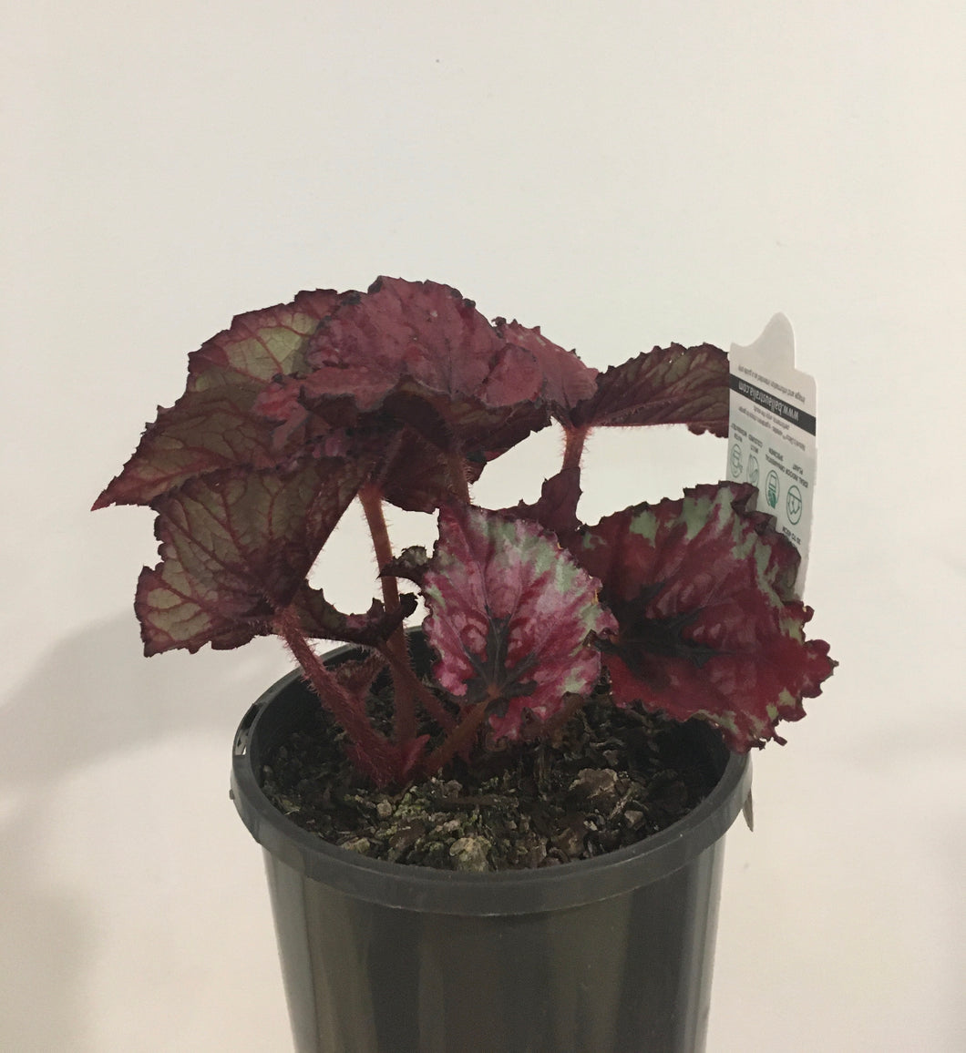Begonia rex kotobuki in 14cm pot