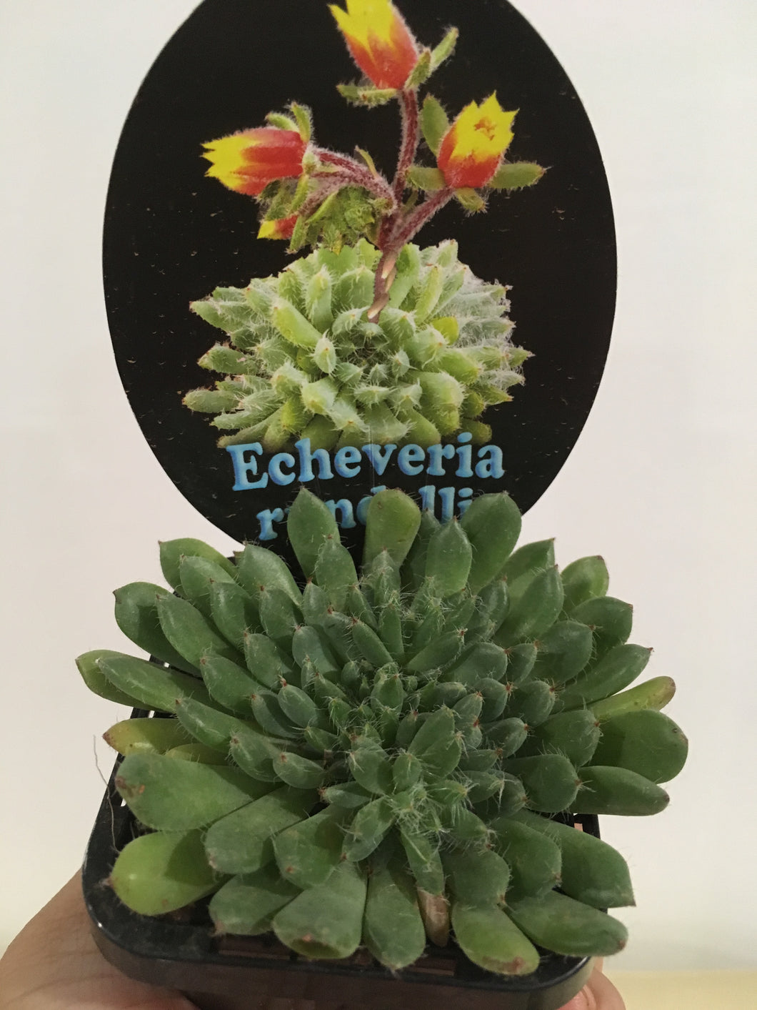 Echeveria rundelli in 7cm pot