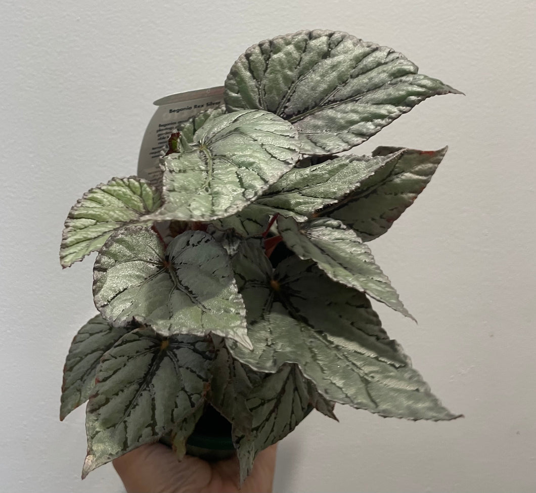 Begonia rex mini silver in 13cm pot