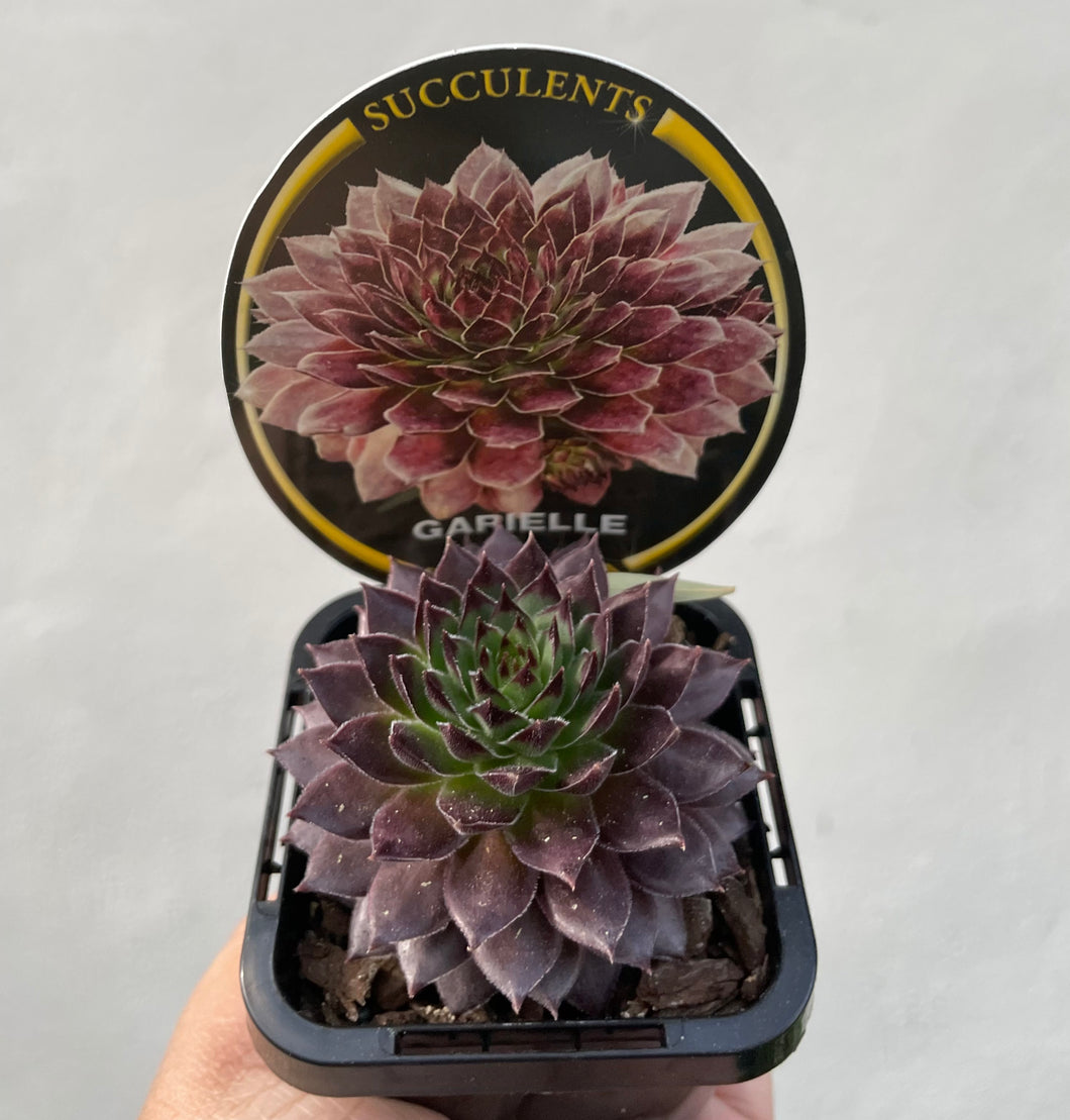 Sempervivum garielle in 7cm pot
