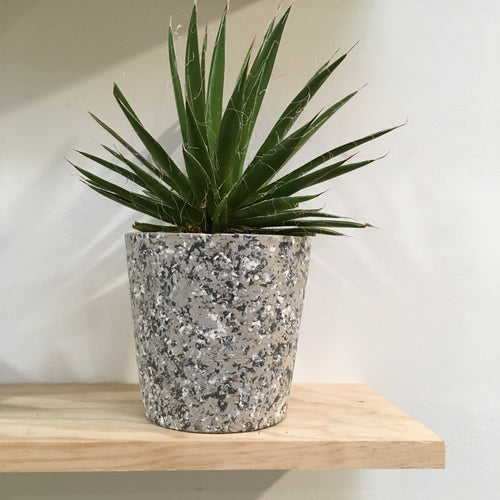 Agave Filifera