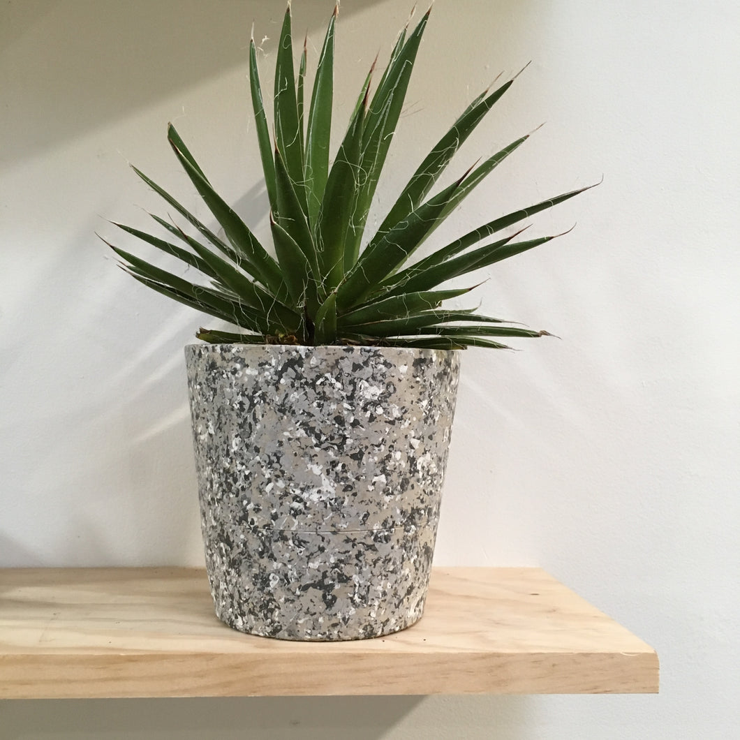 Agave Filifera