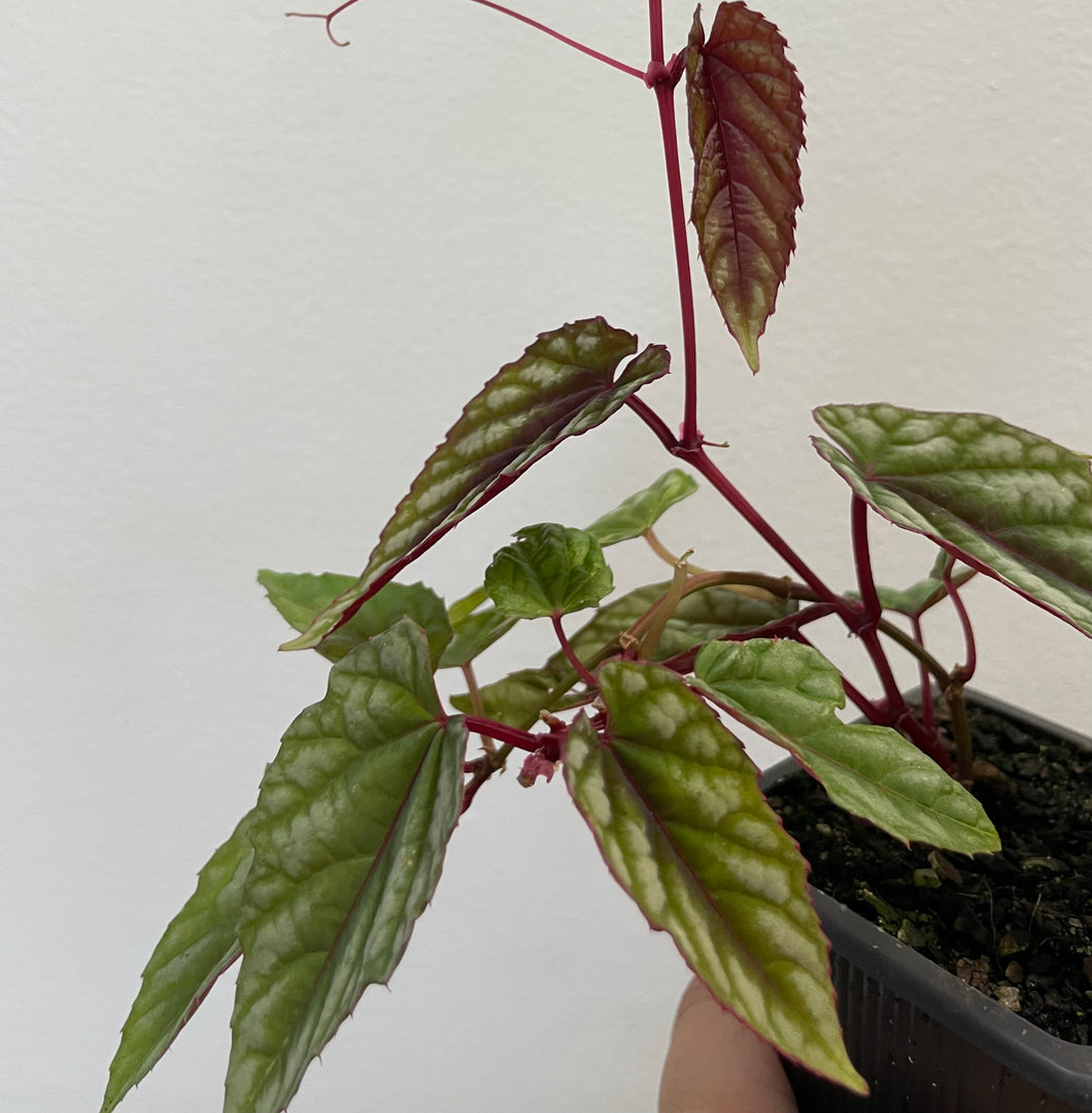 Cissus discolor in 7.5cm pot