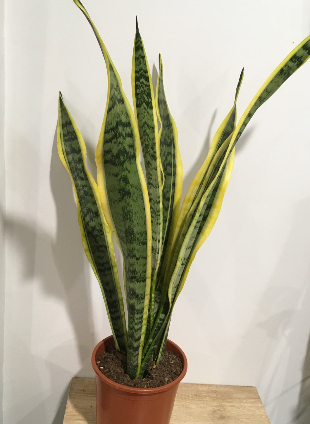Sansevieria laurentii/snake plant in 19cm pot