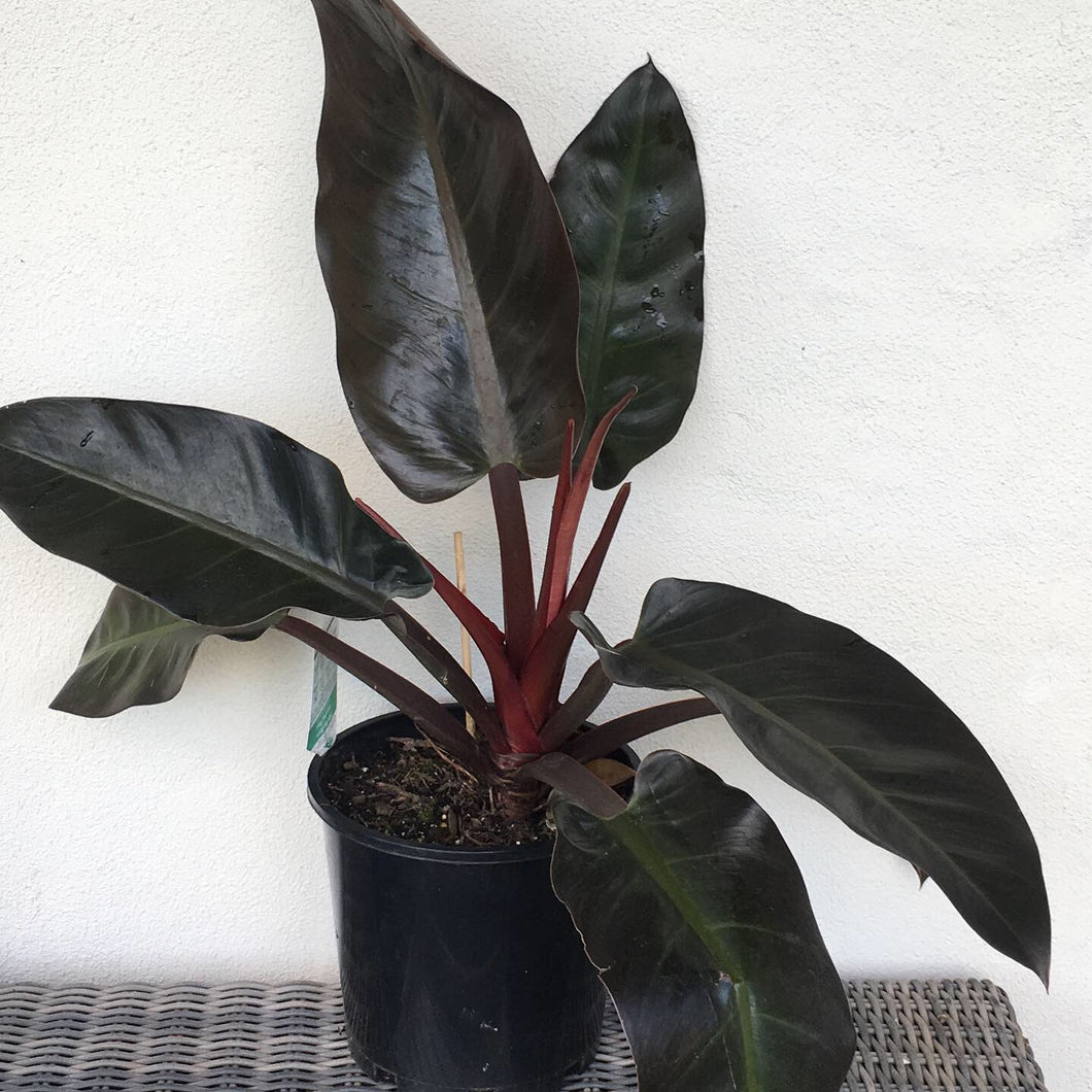 Philodendron Rojo Congo in 20cm pot