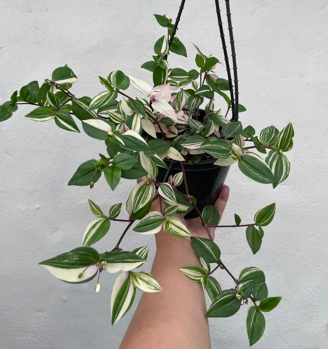 Tradescantia Tricolour in 15cm hanging pot