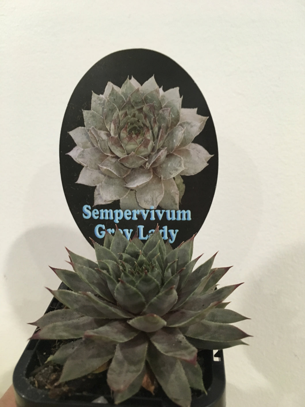 Sempervivum Grey Lady in 7cm pot