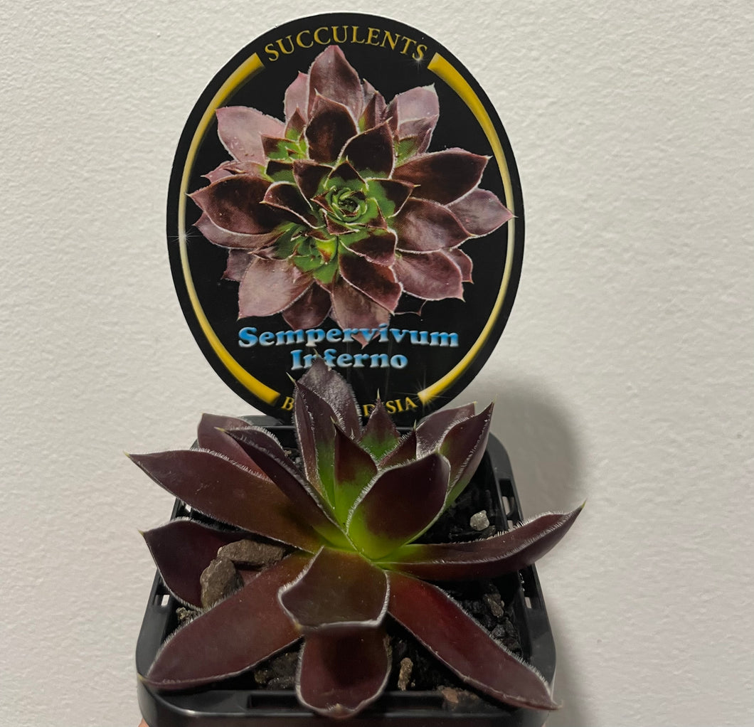 Sempervivum inferno in 7cm pot