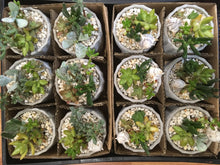 Load image into Gallery viewer, Succulent arrangement in decorative 9cm pot
