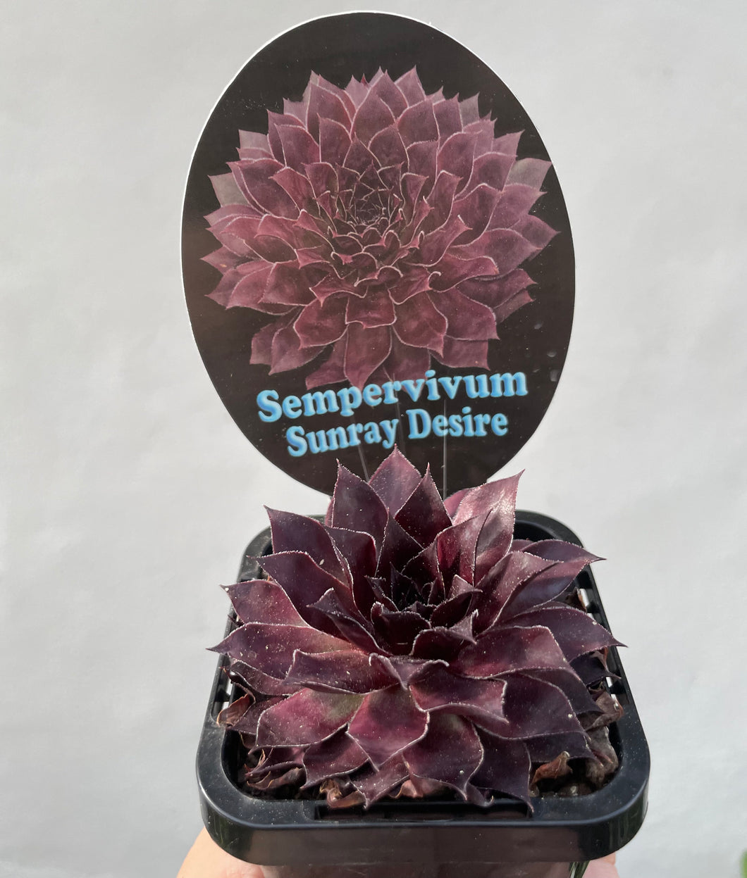 Sempervivum Sunray desire in 7cm pot