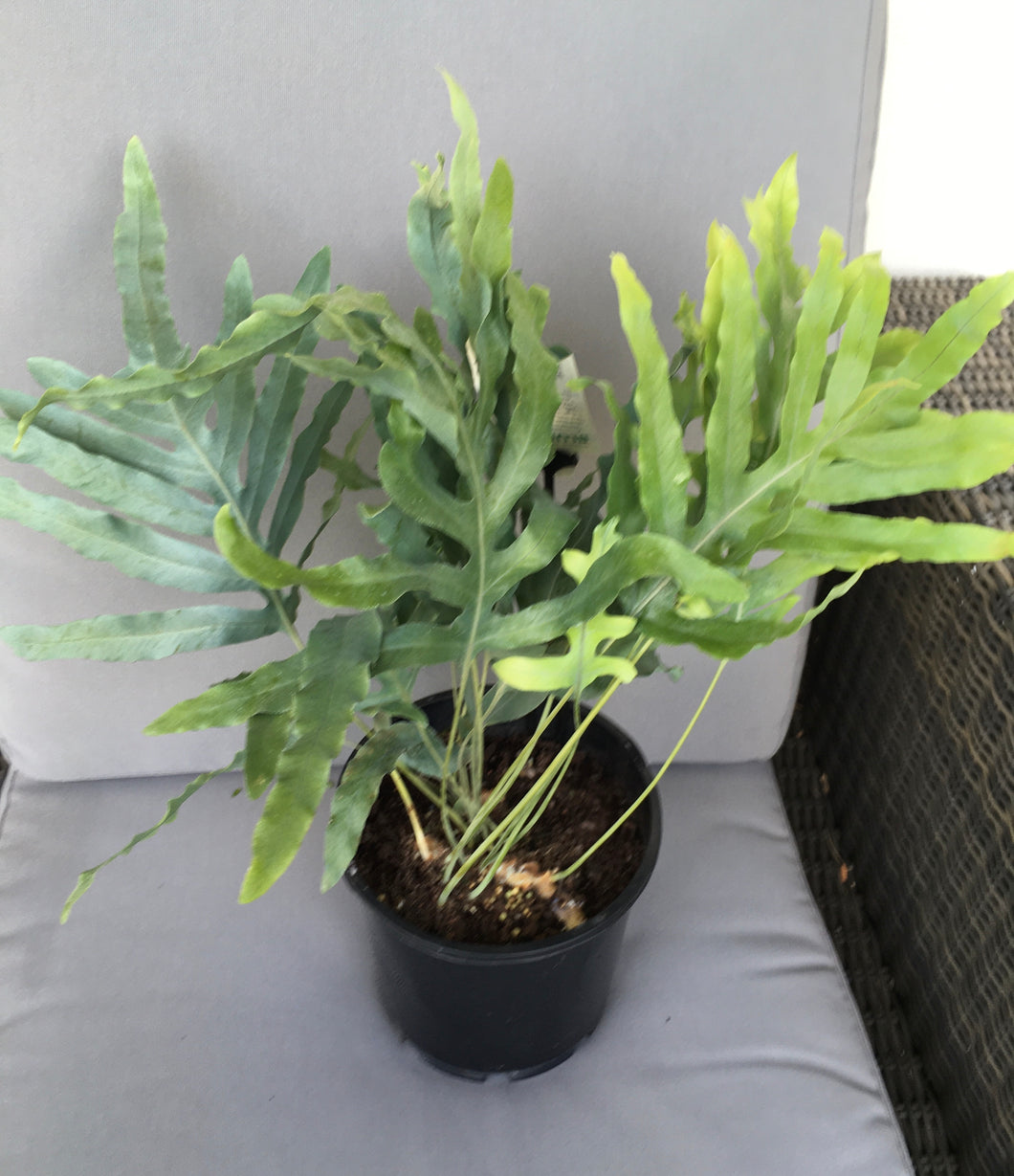 Blue star fern in 20cm pot