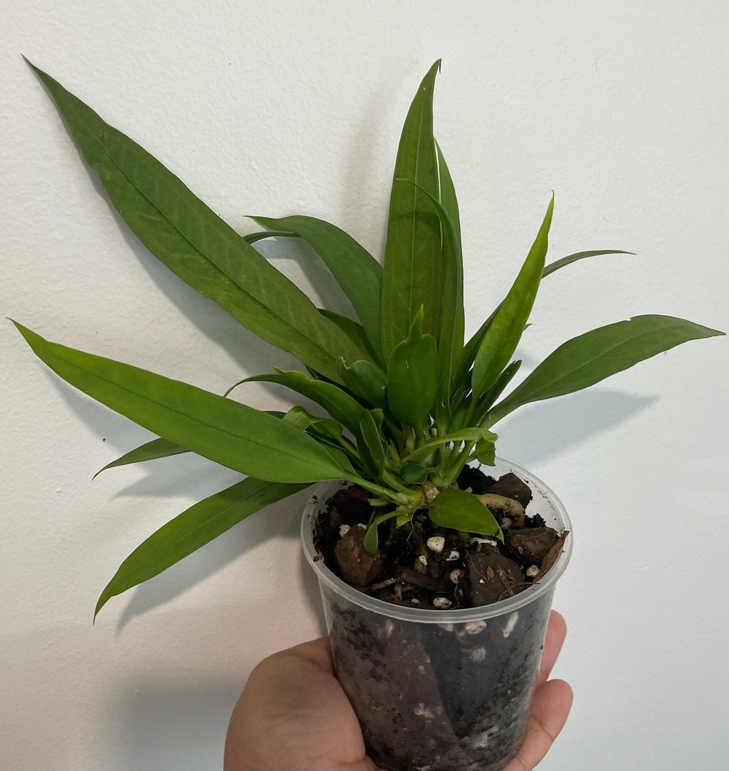 Anthurium pallidiflorum in 9cm pot