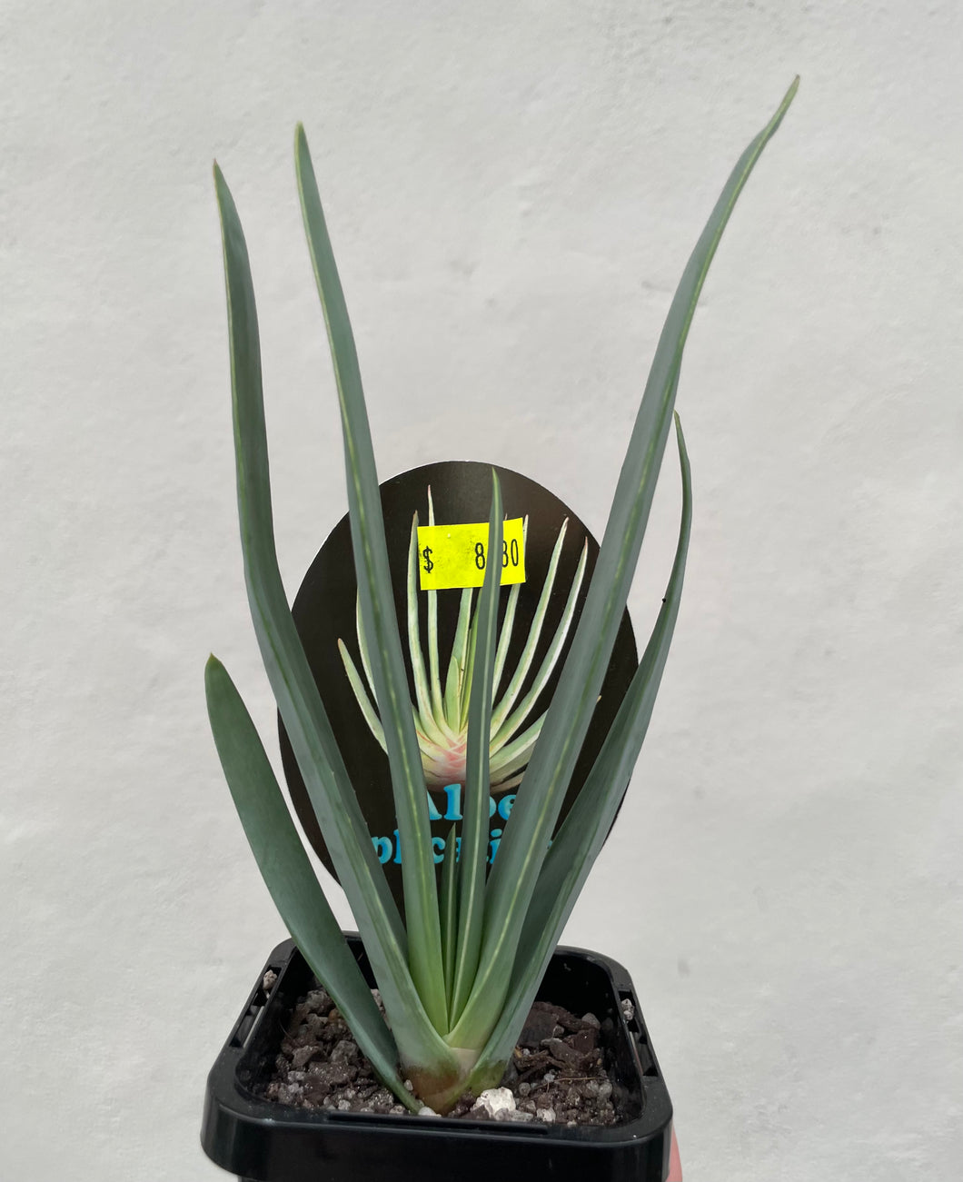 Aloe plicatis in 7cm pot