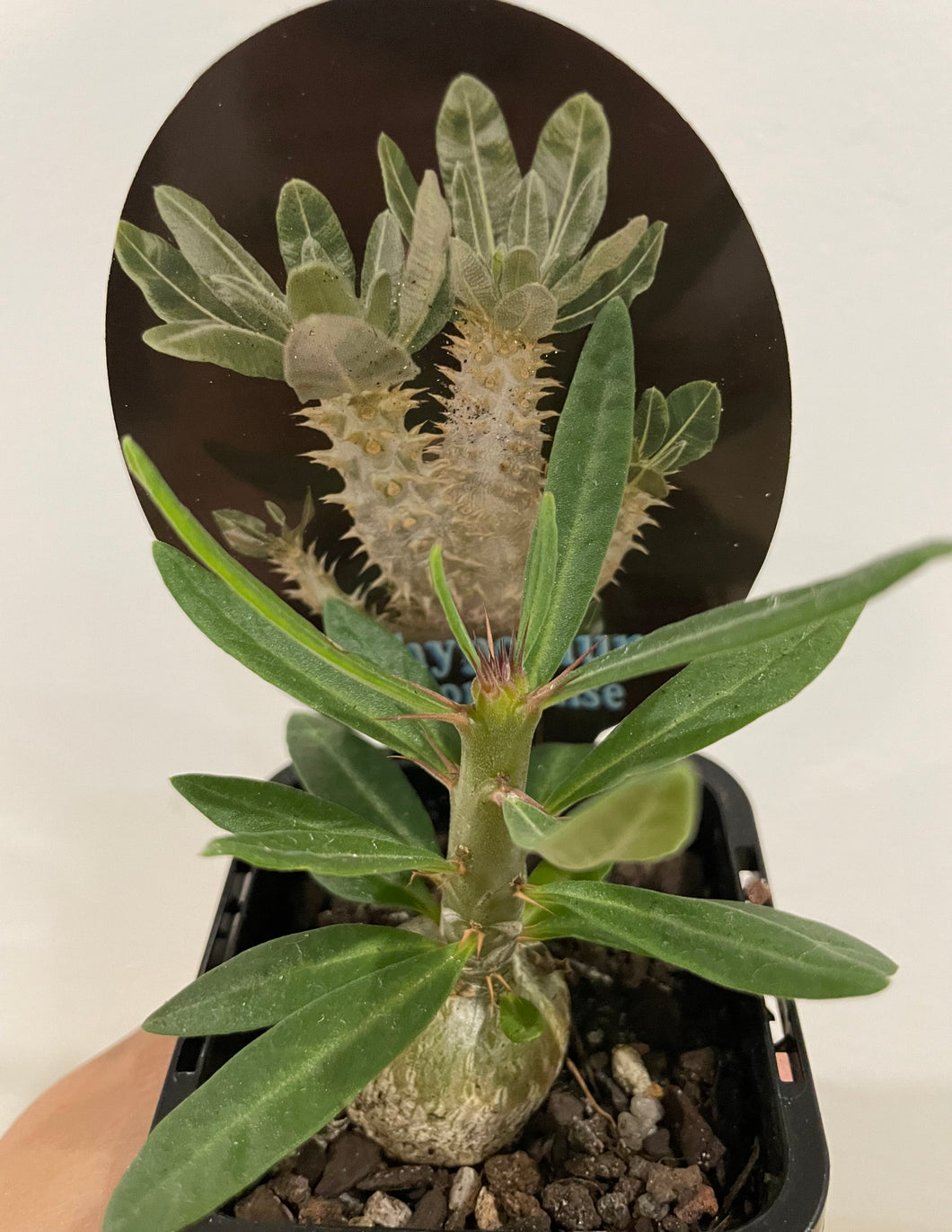 Pachypodium horombense in 7cm pot